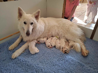 Du Clos Des Ombres Blanches - Berger Blanc Suisse - Portée née le 29/06/2024