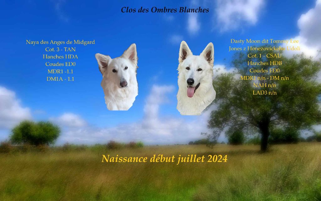 Du Clos Des Ombres Blanches - Naissance juillet 2024