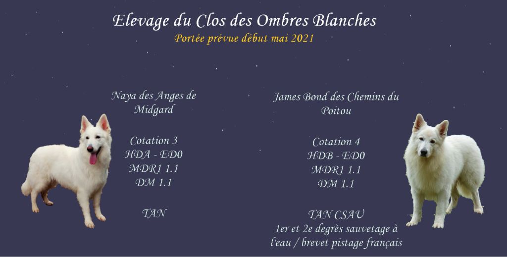 Du Clos Des Ombres Blanches - Nouvelle Portée à venir !