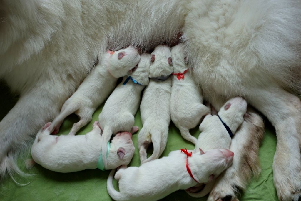 Chiot Berger Blanc Suisse Du Clos Des Ombres Blanches