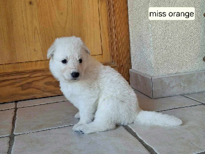 Miss Orange